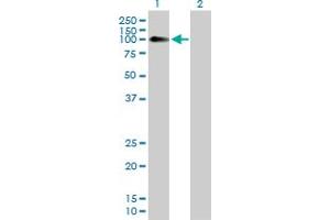 Western Blot analysis of NLGN4X expression in transfected 293T cell line by NLGN4X MaxPab polyclonal antibody.