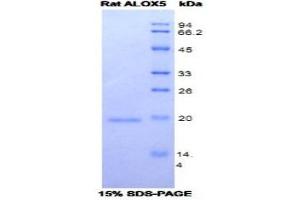SDS-PAGE (SDS) image for Arachidonate 5-Lipoxygenase (ALOX5) (AA 373-535) protein (His tag) (ABIN1078891)