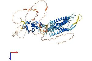 AlphaFold protein structure predicition of Mouse Recombinant Kcnc2 Protein, UniprotID Q14B80