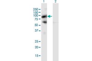 Western Blot analysis of PIWIL4 expression in transfected 293T cell line by PIWIL4 MaxPab polyclonal antibody. (PIWIL4 anticorps  (AA 1-852))