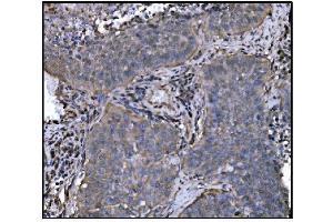 IHC analysis of Hsp90 alpha using anti-Hsp90 alpha antibody (ABIN7602783).