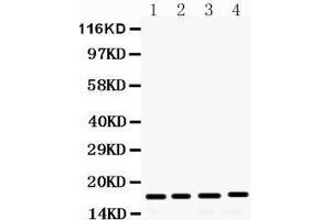 Western Blotting (WB) image for anti-Fibroblast Growth Factor 2 (Basic) (FGF2) (AA 219-249), (C-Term) antibody (ABIN3042390) (FGF2 anticorps  (C-Term))