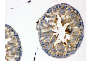 Anti- KAT13D/CLOCK antibody, IHC(P) IHC(P): Rat Testis Tissue
