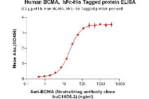 ELISA plate pre-coated by 2 μg/mL (100 μL/well) Human BCMA, hFc-His tagged protein can bind Anti-BCMA (Neutralizing antibody clone  huC11D5.