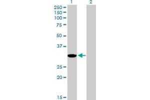 Western Blot analysis of AKR1CL2 expression in transfected 293T cell line by AKR1CL2 MaxPab polyclonal antibody.
