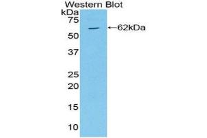 Western Blotting (WB) image for anti-Mitogen-Activated Protein Kinase Kinase 4 (MAP2K4) (AA 137-394) antibody (ABIN3210047) (MAP2K4 anticorps  (AA 137-394))