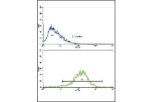 Flow cytometric analysis of HepG2 cells using NAT2 Antibody (C-term)(bottom histogram) compared to a negative control cell (top histogram).