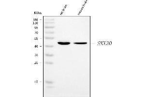 Western blot analysis of SNX30 using anti-SNX30 antibody (ABIN7602535).