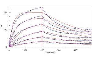 Loaded Biotinylated Human ACE2, His,Avitag ( ABI6952431) on SA Biosensor, can bind 2019-nCoV S protein Full Length (R683A, R685A), His Tag ( ABIN6952426) with an affinity constant of 34.