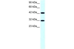 Western Blotting (WB) image for anti-General Transcription Factor IIH, Polypeptide 2, 44kDa (GTF2H2) antibody (ABIN2463846) (GTF2H2 anticorps)
