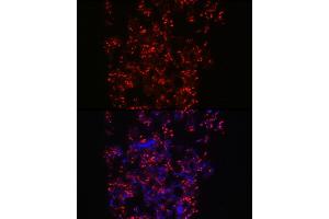 Immunofluorescence analysis of rat bone marrow cells using Myeloperoxidase (MPO) Rabbit pAb (ABIN6128315, ABIN6143964, ABIN6143965 and ABIN6217844) at dilution of 1:50 (40x lens).