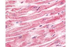 Immunohistochemistry of Rabbit anti-Sprouty-4 antibody.