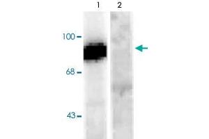 Western blot of rat hippocampal lysate stimulated with forskolin showing specific immunolabeling of the ~95k Dynamin phosphorylated at Ser778 (Control, lane 1). (Dynamin 1 anticorps  (pSer778))