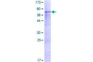 Image no. 1 for WD Repeat Domain 34 (WDR34) (AA 1-419) protein (GST tag) (ABIN1325225)