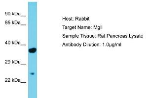 Host: Rabbit Target Name: Mgll Sample Type: Rat Pancreas lysates Antibody Dilution: 1. (MGLL anticorps  (Middle Region))