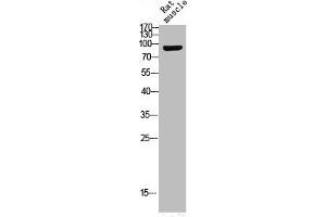 Western Blot analysis of RAT-MUSCLE cells using Phospho-Trk B (Y516) Polyclonal Antibody (TRKB anticorps  (pTyr516))