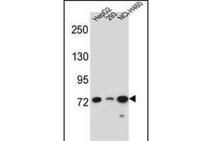 LNX2 Antibody (C-term) (ABIN656995 and ABIN2846175) western blot analysis in HepG2,293,NCI- cell line lysates (35 μg/lane). (LNX2 anticorps  (C-Term))