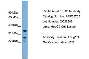 WB Suggested Anti-H1FOO  Antibody Titration: 0. (H1FOO anticorps  (Middle Region))
