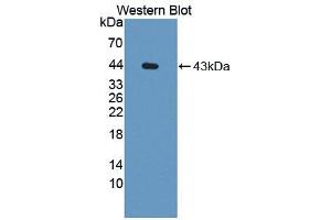 Western blot analysis of recombinant Rat CCK. (Cholecystokinin anticorps  (AA 1-115))
