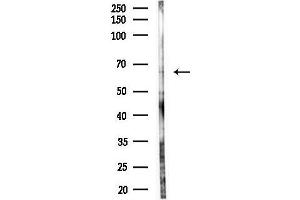 anti-Aryl Hydrocarbon Receptor Nuclear Translocator-Like (ARNTL) (Internal Region) antibody