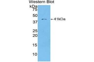 Western Blotting (WB) image for anti-Chemokine (C-C Motif) Ligand 22 (CCL22) (AA 25-93) antibody (ABIN1859795) (CCL22 anticorps  (AA 25-93))