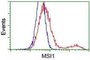HEK293T cells transfected with either RC215992 overexpress plasmid (Red) or empty vector control plasmid (Blue) were immunostained by anti-MSI1 antibody (ABIN2454101), and then analyzed by flow cytometry. (MSI1 anticorps)