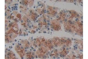 Detection of VNN1 in Human Stomach Tissue using Polyclonal Antibody to Vanin 1 (VNN1)