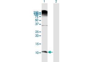 Western Blot analysis of DEFB103A expression in transfected 293T cell line by DEFB103A MaxPab polyclonal antibody. (DEFB103A anticorps  (AA 1-67))