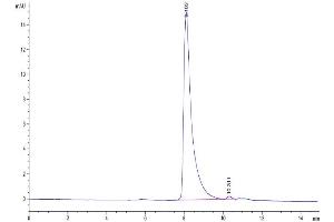The purity of Human IGSF11 is greater than 95 % as determined by SEC-HPLC. (IGSF11 Protein (AA 23-241) (His tag))