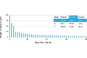 Protein Array (PAr) image for anti-G-Protein Signaling Modulator 1 (GPSM1) antibody (ABIN7456099)