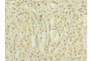 Immunohistochemistry of paraffin-embedded human adrenal gland tissue using ABIN7159908 at dilution of 1:100 (TIMM8B anticorps  (AA 33-83))