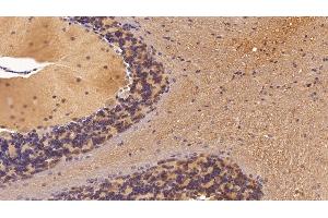 Detection of NSE in Mouse Cerebellum Tissue using Polyclonal Antibody to Enolase, Neuron Specific (NSE) (ENO2/NSE anticorps  (AA 2-434))