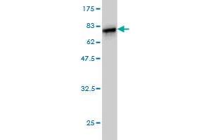 Western Blot detection against Immunogen (69.