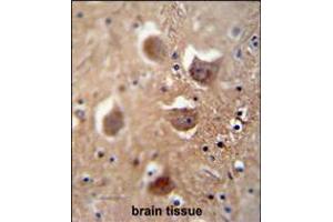 TDRD7 antibody immunohistochemistry analysis in formalin fixed and paraffin embedded human brain tissue followed by peroxidase conjugation of the secondary antibody and DAB staining. (TDRD7 anticorps  (C-Term))
