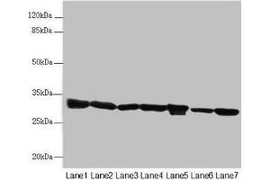 Western blot All lanes: ECHS1 antibody at 3. (ECHS1 anticorps  (AA 28-290))
