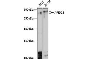 Western blot analysis of extracts of various cell lines, using B antibody (ABIN7265702) at 1:1000 dilution. (ARID1B anticorps  (AA 400-650))