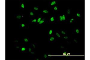Immunofluorescence of purified MaxPab antibody to COBRA1 on HeLa cell.