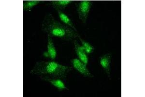 Immunofluorescence (IF) image for anti-K(lysine) Acetyltransferase 2A (KAT2A) (AA 411-837) antibody (ABIN487349) (KAT2A anticorps  (AA 411-837))