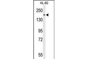 Western blot analysis of PLCB1 Antibody (C-term) (ABIN653321 and ABIN2842813) in HL-60 cell line lysates (35 μg/lane). (Phospholipase C beta 1 anticorps  (C-Term))