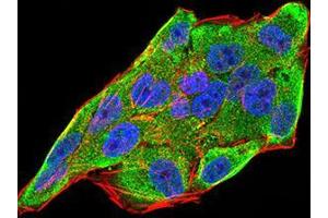 Immunofluorescence analysis of Hela cells using IL28A mouse mAb (green).