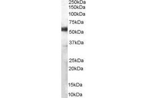 Western Blotting (WB) image for CD14 (CD14) peptide (ABIN369363)