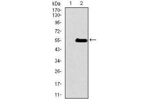Western blot analysis using INCENP mAb against HEK293 (1) and INCENP (AA: 369-583)-hIgGFc transfected HEK293 (2) cell lysate.