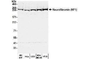 anti-Neurofibromin 1 (NF1) (C-Term) antibody