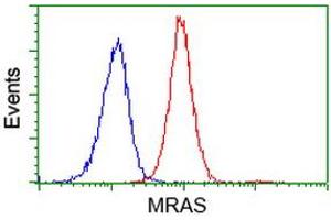 Flow cytometric Analysis of Jurkat cells, using anti-MRAS antibody (ABIN2454547), (Red), compared to a nonspecific negative control antibody, (Blue). (MRAS anticorps)