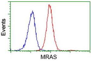 Flow cytometric Analysis of Jurkat cells, using anti-MRAS antibody (ABIN2454547), (Red), compared to a nonspecific negative control antibody, (Blue). (MRAS anticorps)