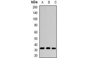 Western blot analysis of SPDSY expression in HepG2 (A), mouse stomach (B), rat liver (C) whole cell lysates. (Spermidine Synthase anticorps)