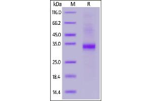 SLAMF8 Protein (AA 23-233) (His tag,AVI tag,Biotin)