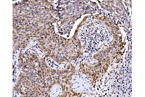 anti-Transcription Factor MafF (MAFF) (AA 1-37) antibody