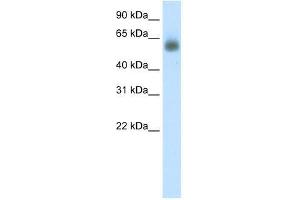 GRHL3 antibody used at 0. (GRHL3 anticorps  (C-Term))