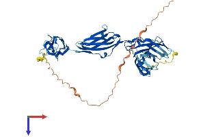 AlphaFold protein structure predicition of Mouse Recombinant Mybph Protein, UniprotID P70402